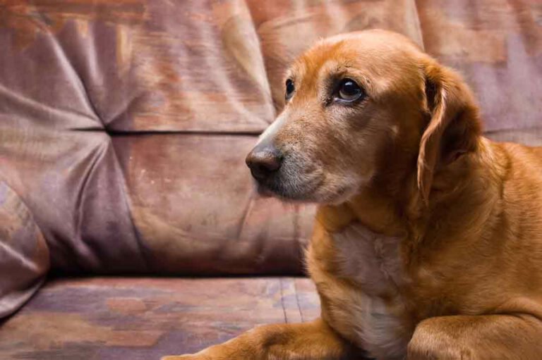 Anzeichen Dass Dein Hund Schmerzen Hat Aus Liebe Zum Haustier