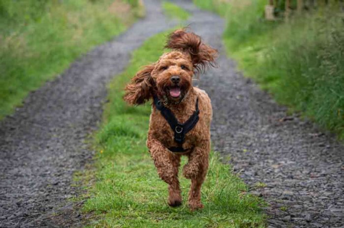 Cockapoo Charakter Pflege Und Haltung Aus Liebe Zum Haustier