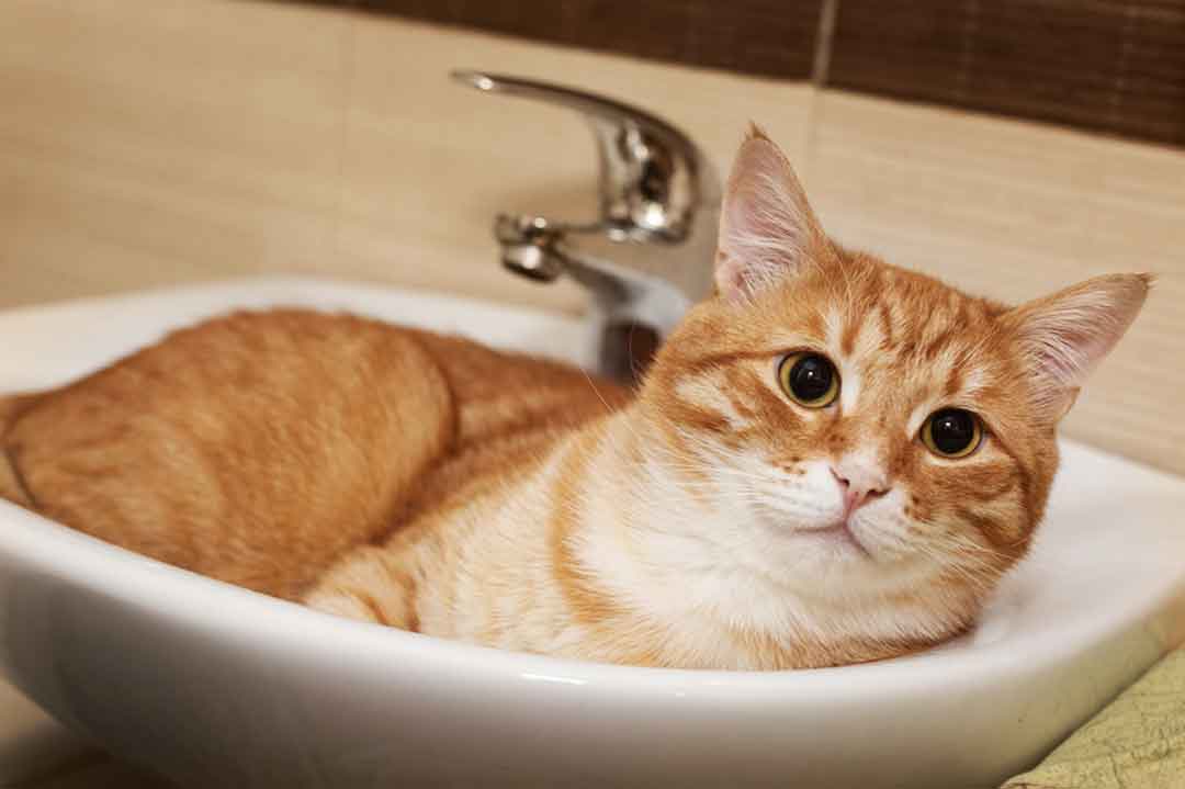 Die Katze liegt im Waschbecken