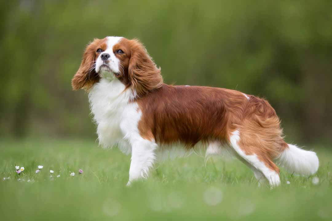 Cavalier King Charles Spaniel: Ein Hund mit Haltung