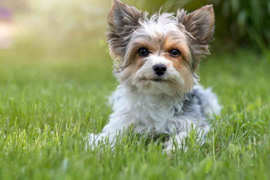 Biewer Yorkshire Terrier: Charakter, Pflege Und Haltung •