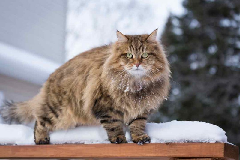 Sibirische Katze Im Rasseporträt • Aus Liebe Zum Haustier