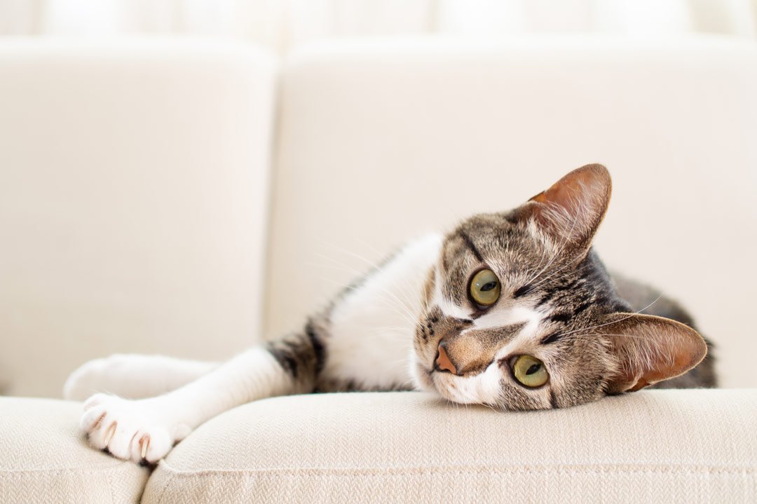 Beliebteste Katzennamen 2024: Eine Katze entspannt auf dem Sofa