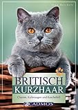 Britisch Kurzhaar: Charme, Kulleraugen und Kuschelfell (Cadmos Heimtierpraxis)