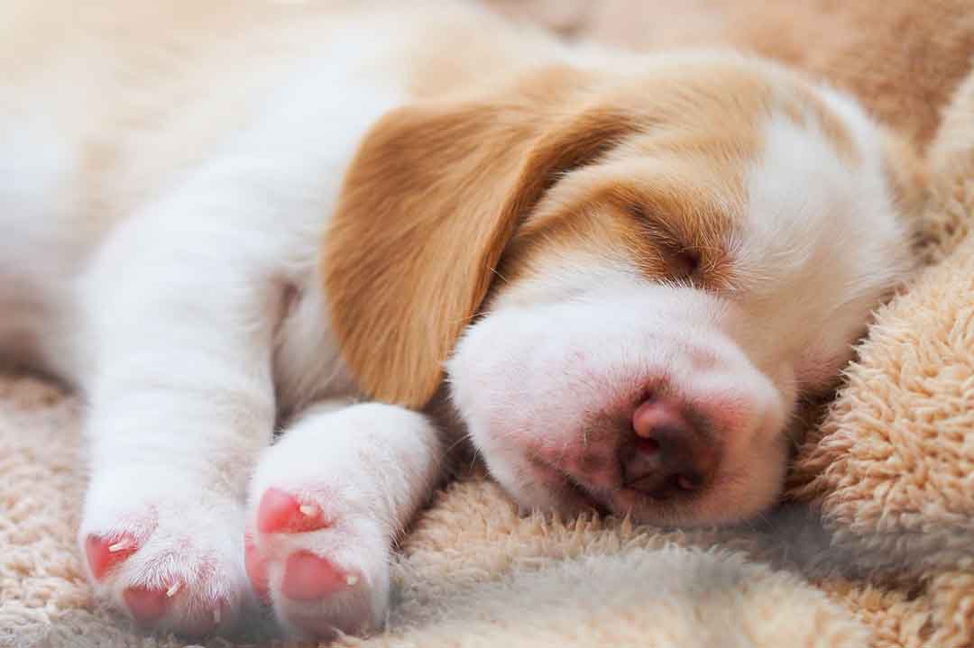 Wie viel Schlaf brauchen Welpen • Aus Liebe zum Haustier