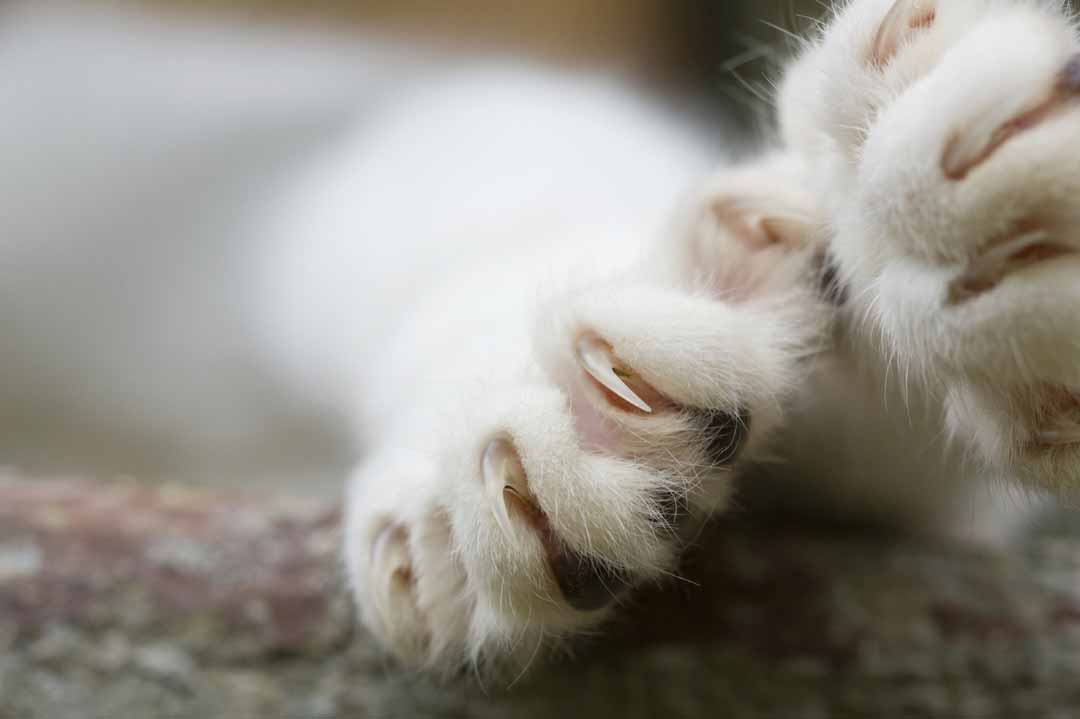 Krallen schneiden bei der Katze: Alles über Krallenpflege