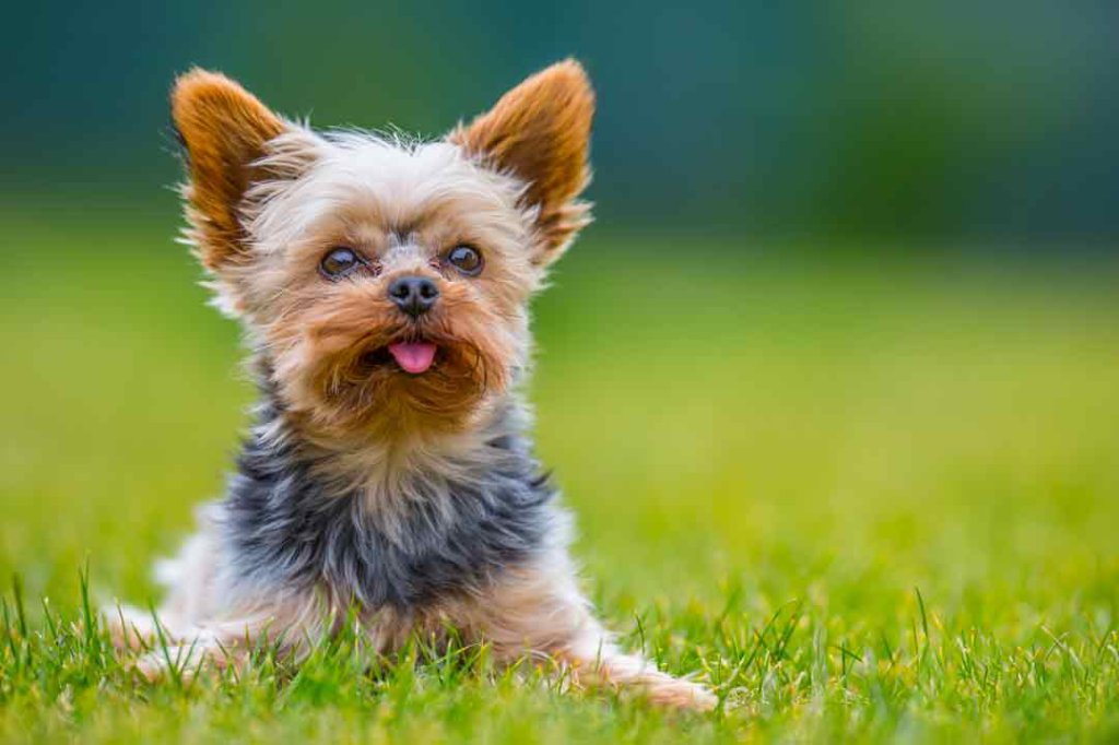 Yorkshire Terrier: Charakter, Haltung, Pflege • Aus Liebe Zum Haustier