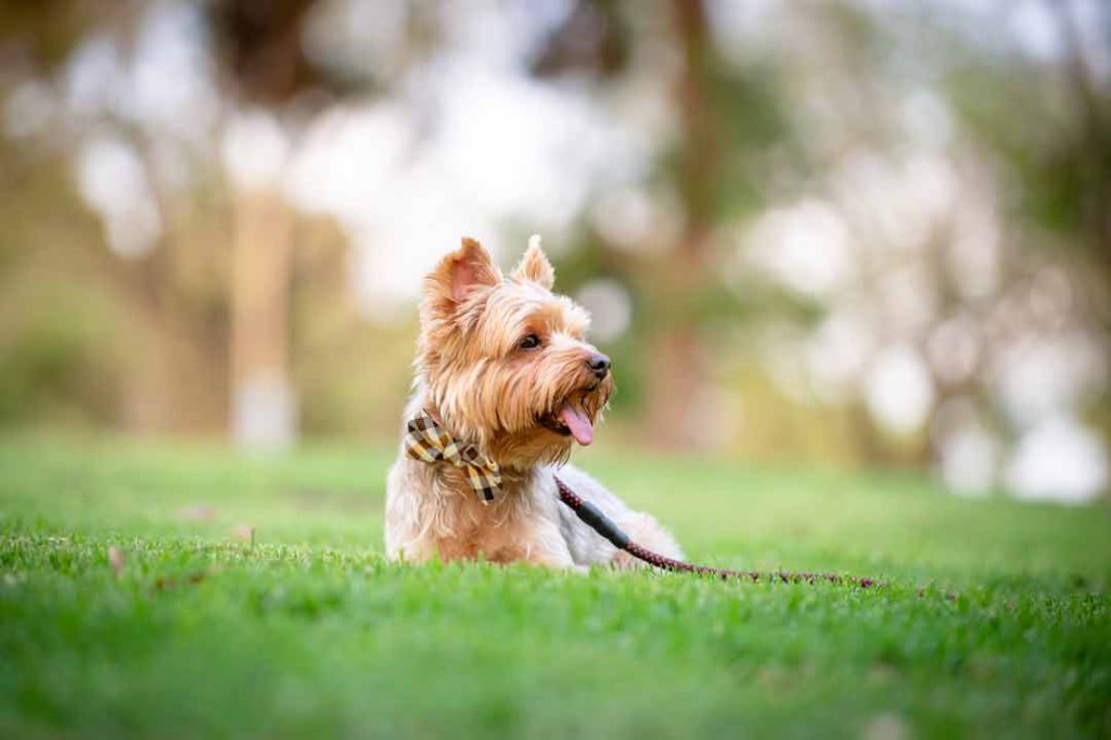 Yorkshire Terrier: Charakter, Haltung, Pflege • Aus Liebe Zum Haustier