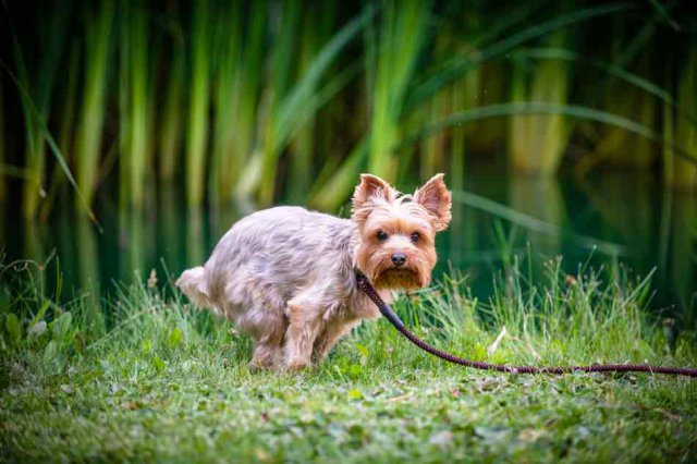 Yorkshire Terrier: Charakter, Haltung, Pflege • Aus Liebe Zum Haustier