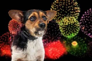 7 Mittel gegen Angst an Silvester für Deinen Hund • Aus Liebe zum Haustier