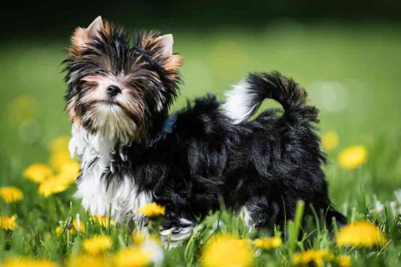 Biewer Yorkshire Terrier: Charakter, Pflege Und Haltung •