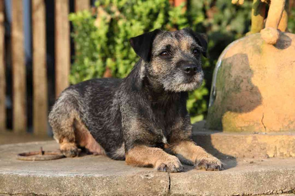 Border Terrier: Charakter, Pflege Und Haltung •