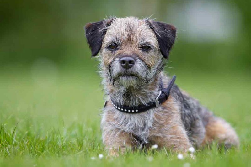 Border Terrier: Charakter, Pflege Und Haltung •